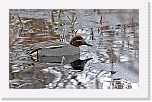 tavi Common Teal 9963 * 1481 x 916 * (1.05MB)